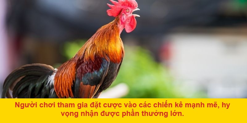 Lý do nên tham gia đá gà ở Thomo hôm nay