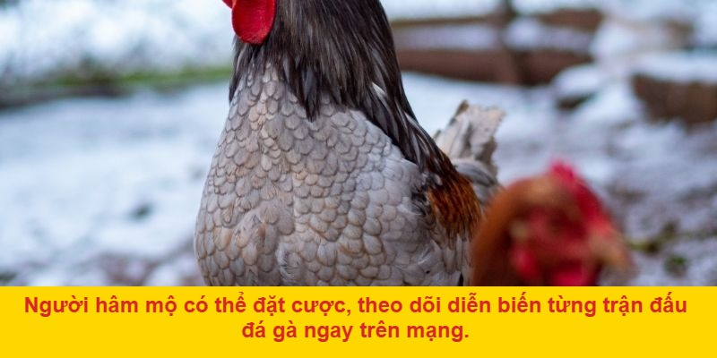 Lợi Ích Khi Tham Gia Xem Đá Gà Mạng Trực Tiếp