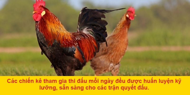 Giới thiệu về đá gà hàng ngày