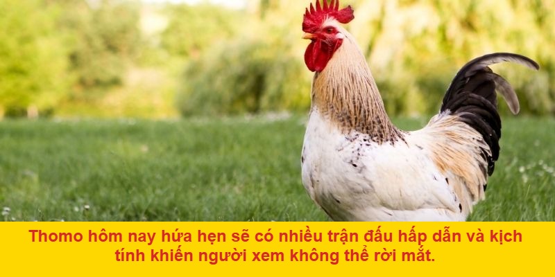 Chọn trận đấu và đặt cược