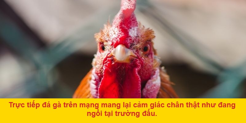 Tìm Hiểu Quy Tắc Và Chiến Kê