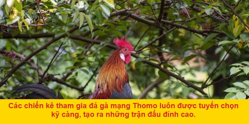 Đá Gà Mạng Thomo – Trò Chơi Đầy Kịch Tính