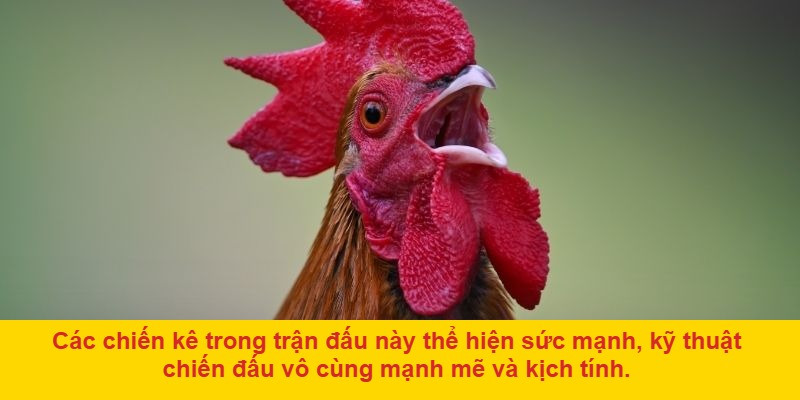 Giới thiệu về đá gà Ô Taxi và Tía Giang Hồ