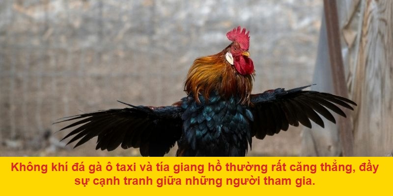 Vì sao đá gà Ô Taxi và Tía Giang Hồ thu hút đông đảo người chơi?