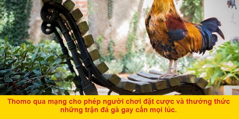 Những Lợi Ích Khi Tham Gia Đá Gà Mạng Thomo