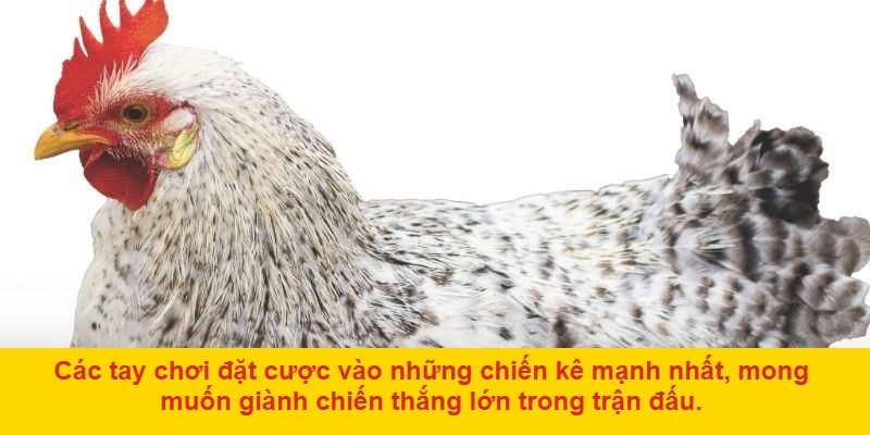 Cộng đồng người chơi đông đảo