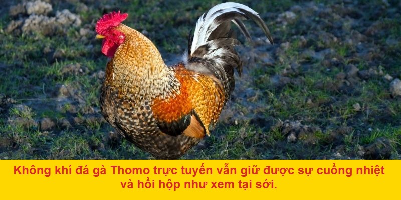 Hệ Thống Cược Thông Minh