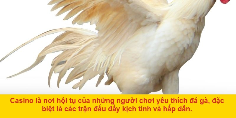 Đá gà ở casino: Hình thức cá cược đẳng cấp