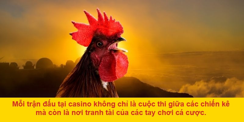 Chọn trận đấu và đặt cược