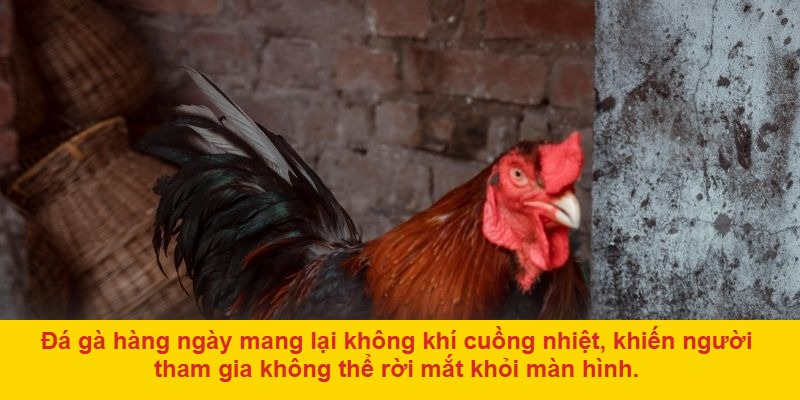 Lý do đá gà hàng ngày thu hút người chơi