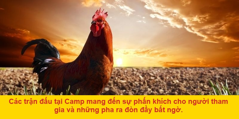 Đá gà ở Cam: Nơi hội tụ các trận đấu hấp dẫn