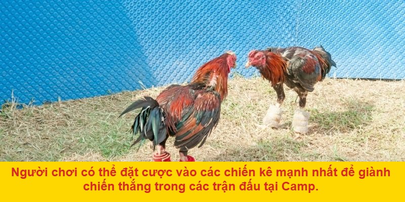 Lý do nên tham gia đá gà ở Cam