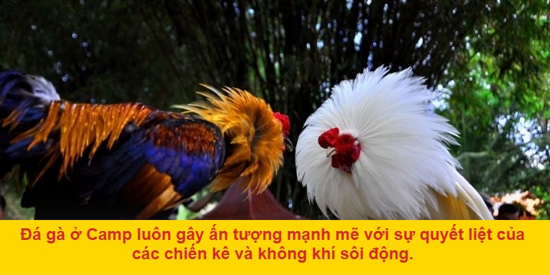 Chọn trận đấu và đặt cược