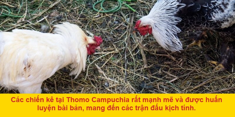 Giới thiệu về đá gà ở Thomo Campuchia