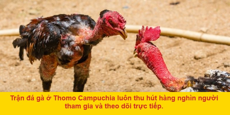 Vì sao đá gà ở Thomo Campuchia thu hút người chơi?