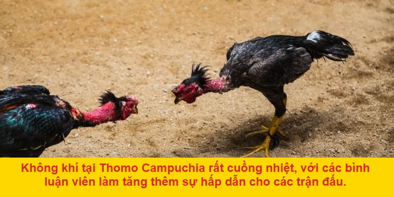 Cộng đồng người chơi lớn mạnh