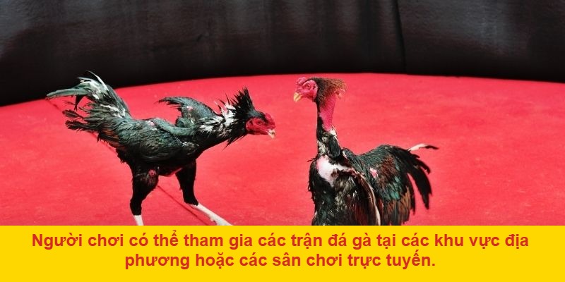 Đá gà ở đâu? Các địa điểm phổ biến