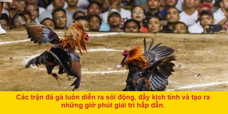 Tại sao nên tham gia đá gà ở các địa điểm này?
