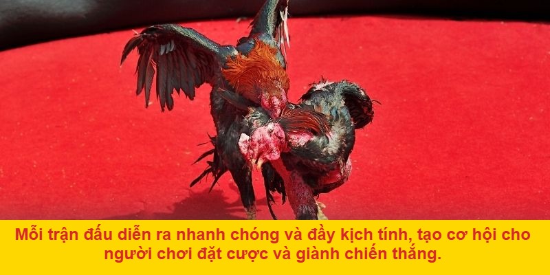 Cộng đồng người chơi đông đảo