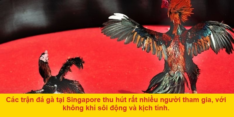 Giới thiệu về đá gà Singapore