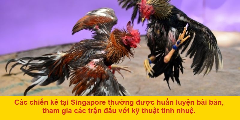 Vì sao đá gà Singapore thu hút người chơi?