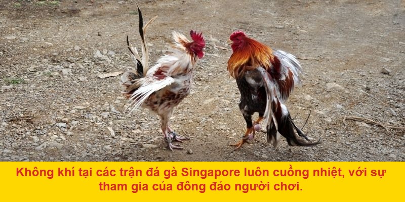 Cộng đồng người chơi sôi động