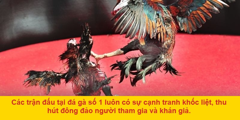 Đá gà số 1: Địa điểm tổ chức các trận đấu đỉnh cao