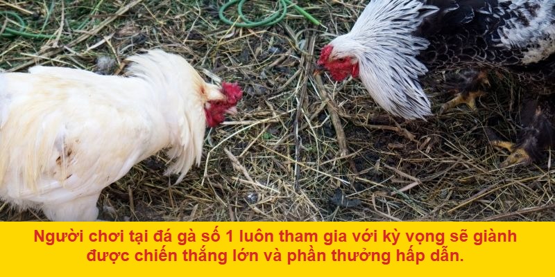Lý do đá gà số 1 thu hút người chơi
