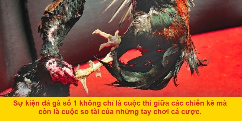 Cách tham gia đá gà số 1