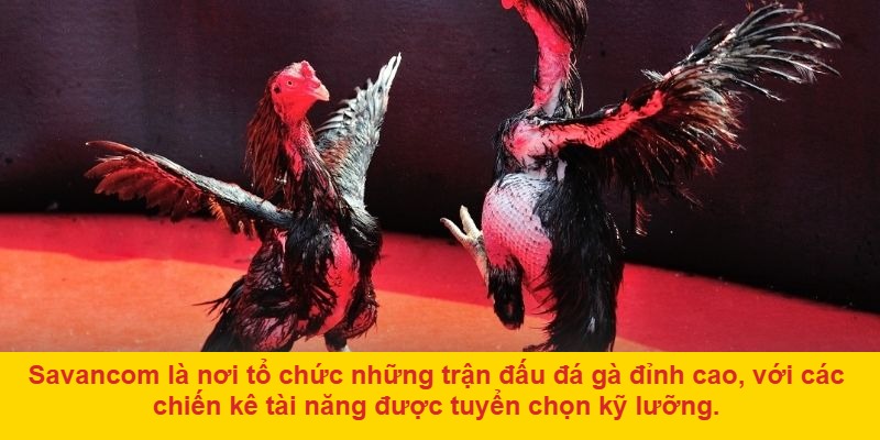 Giới thiệu về đá gà Savancom