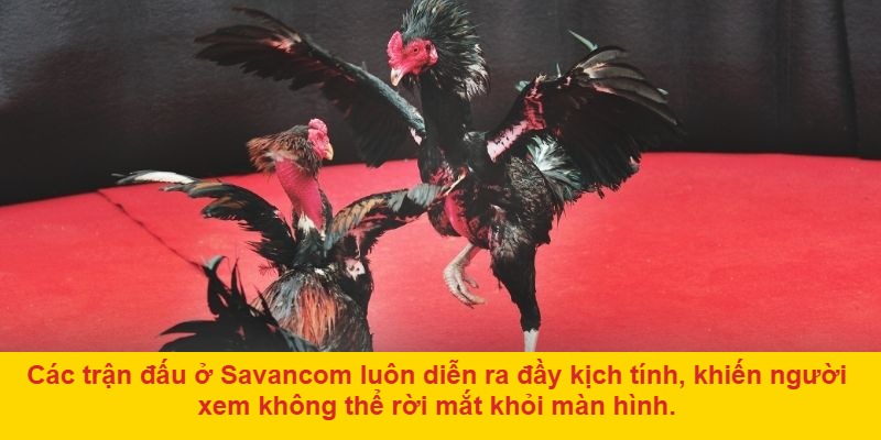 Lý do đá gà Savancom thu hút người chơi