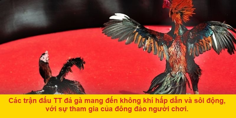TT Đá Gà: Địa Điểm Tổ Chức Các Trận Đấu Hấp Dẫn