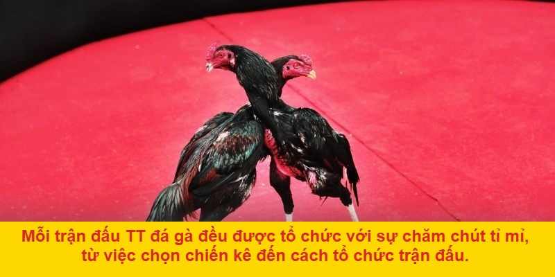 Lý Do TT Đá Gà Thu Hút Người Chơi