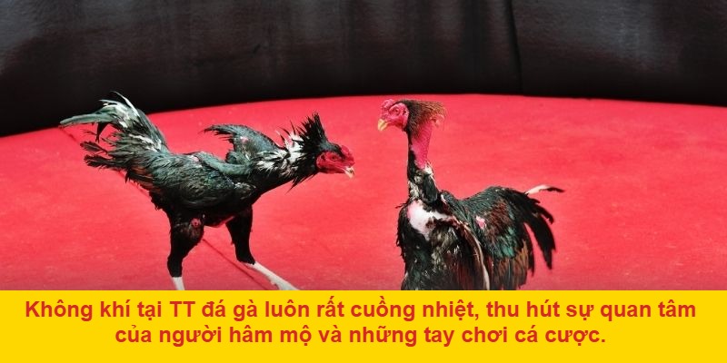 Cách Tham Gia TT Đá Gà